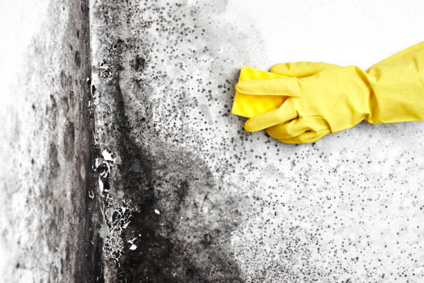 Best Local Mold Removal Service  in Clark, SD