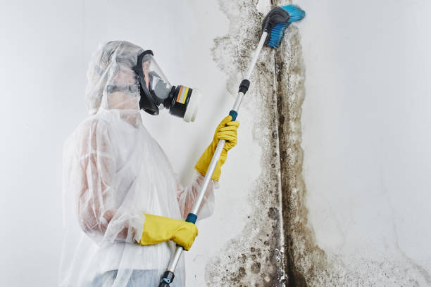 Best Attic Mold Removal  in Clark, SD