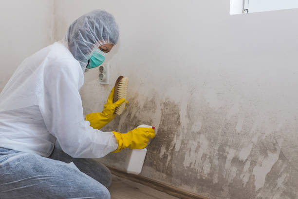 Best Professional Mold Removal  in Clark, SD