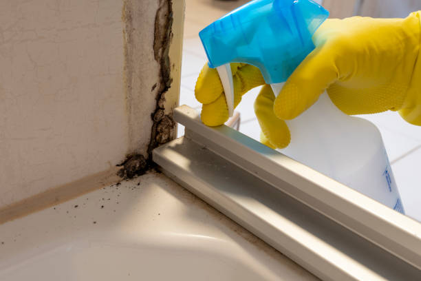 Best Mold Cleaning Services  in Clark, SD