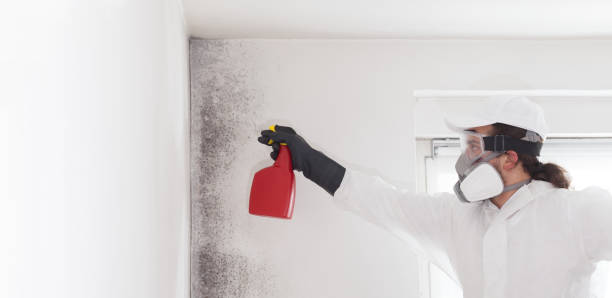 Best Commercial Mold Removal  in Clark, SD