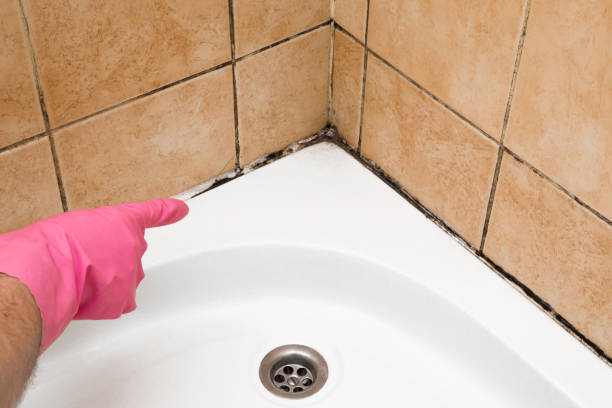 Best Office Mold Removal Services  in Clark, SD